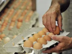 Uova Aia e Selex ritirate per rischio salmonella