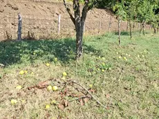 I danni nei Colli Euganei