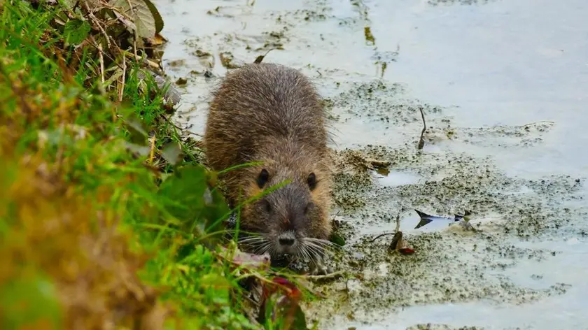 https://images.mattinopadova.it/view/acePublic/alias/contentid/1srrjqdvcuqawdla2du/0/copia-di-nutrie.webp?f=16%3A9&amp;w=840