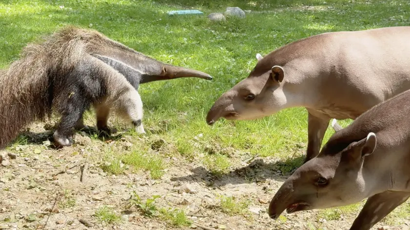 Parco Natura Viva