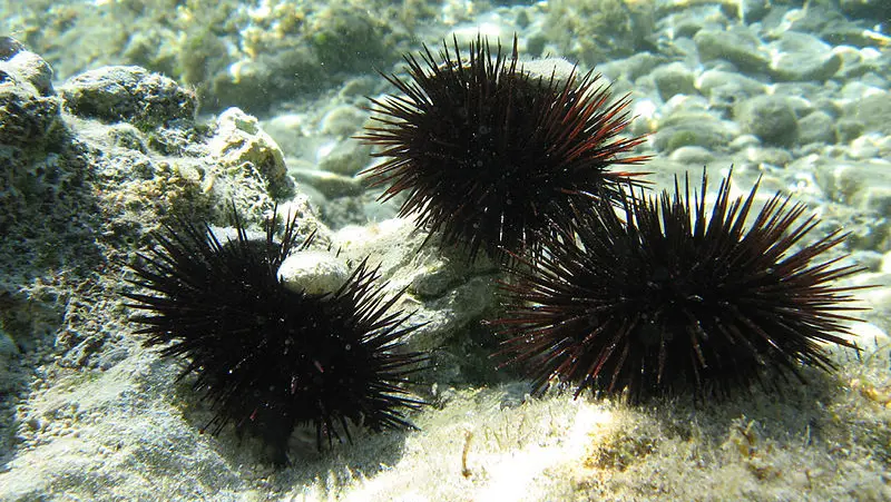 Ricci di mare
