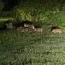 Allarme cinghiali nei Colli Euganei