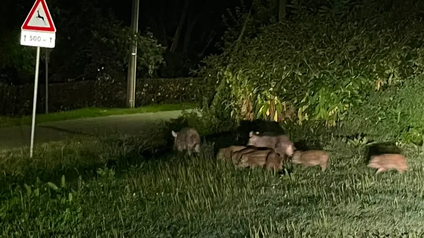 Allarme cinghiali nei Colli Euganei