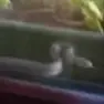 Una delle immagini dei serpenti