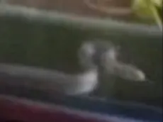 Una delle immagini dei serpenti