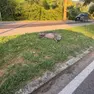 Emergenza cinghiali sui Colli Euganei