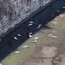 Pesci morti a Fossa Bastioni