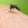 Scatta la disinfestazione per un caso di Dengue