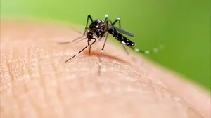Scatta la disinfestazione per un caso di Dengue