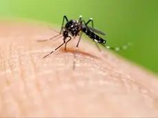 Scatta la disinfestazione per un caso di Dengue