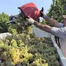 La vendemmia 2026 del Pinot grigio è in anticipo