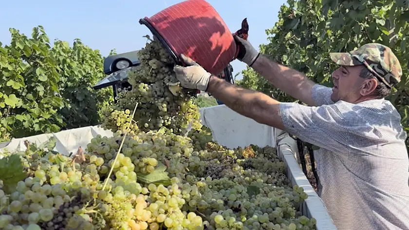 La vendemmia 2026 del Pinot grigio è in anticipo