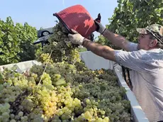 La vendemmia 2026 del Pinot grigio è in anticipo
