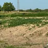 Un campo con le colture bruciate da caldo e siccità