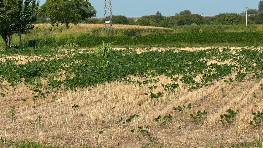 Un campo con le colture bruciate da caldo e siccità