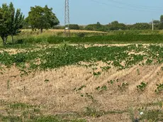 Un campo con le colture bruciate da caldo e siccità