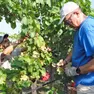 Cominciata la vendemmia sui Colli Euganei
