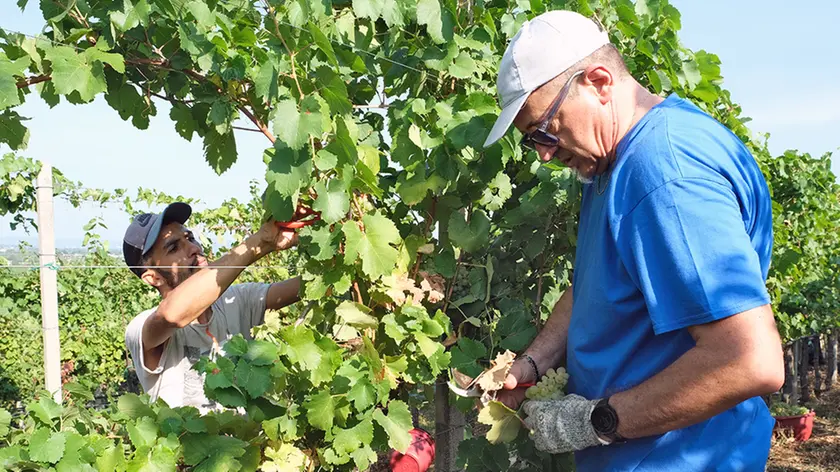 Cominciata la vendemmia sui Colli Euganei