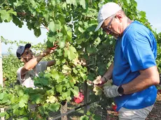 Cominciata la vendemmia sui Colli Euganei