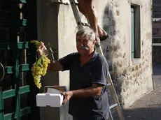 Un momento della speciale vendemmia