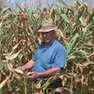 In Veneto caldo e siccità mettono in ginocchio l'agricoltura