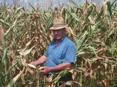 In Veneto caldo e siccità mettono in ginocchio l'agricoltura