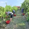 Per evitare di lavorare degli acini troppo caldi l’attività sul campo finisce prima di mezzogiorno
