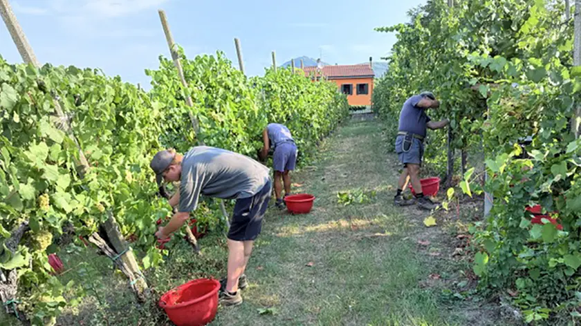 Per evitare di lavorare degli acini troppo caldi l’attività sul campo finisce prima di mezzogiorno