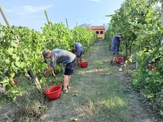 Per evitare di lavorare degli acini troppo caldi l’attività sul campo finisce prima di mezzogiorno