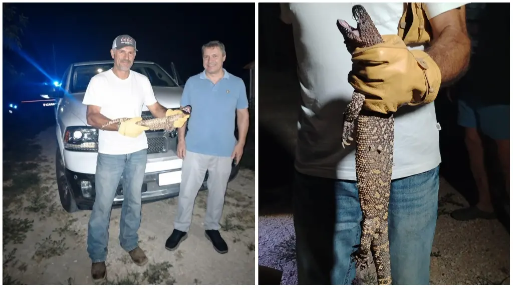 La lucertola messicana trovata a Barbona, nella Bassa padovana
