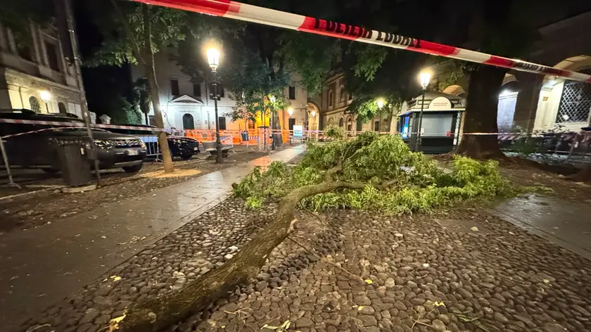 Il ramo caduto in piazza capitaniato a Padova