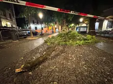 Il ramo caduto in piazza capitaniato a Padova