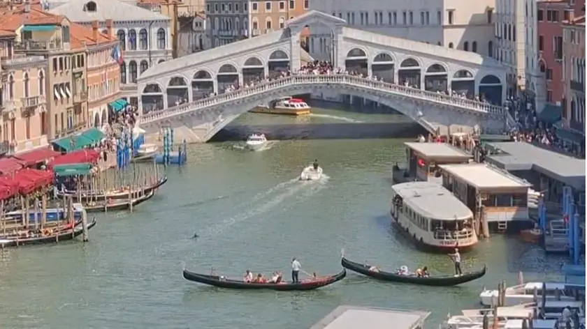 Il delfino avvistato nel Canal Grande