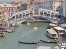 Il delfino avvistato nel Canal Grande