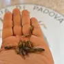 Nella bassa padovana e sui Colli case piene di grilli