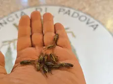 Nella bassa padovana e sui Colli case piene di grilli