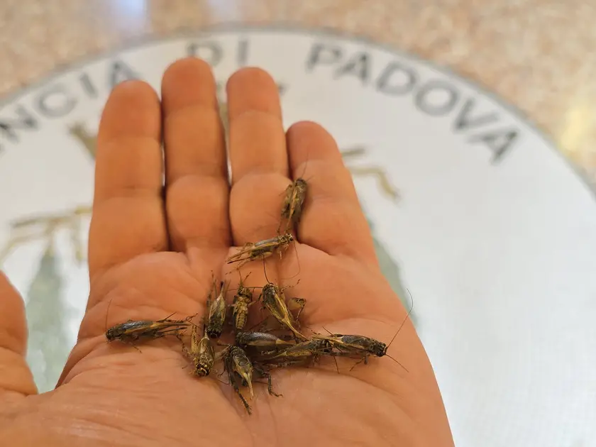 Nella bassa padovana e sui Colli case piene di grilli
