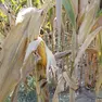 Siccità, danni per mezzo miliardo per l'agricoltura veneta