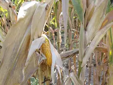 Siccità, danni per mezzo miliardo per l'agricoltura veneta