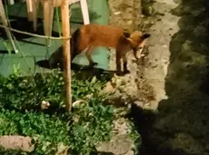 La volpe Agostina in azione