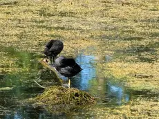 A Grantorto il Brenta si è ritirato di quasi due metri