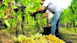 Un momento della vendemmia nel Collio.
