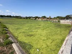 Le immagini del tappeto verde allechiuse di Voltabarozzo (Foto Bianchi)
