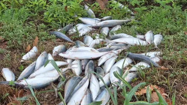Gli sgombri morti scaricati nel fossato