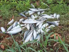 Gli sgombri morti scaricati nel fossato