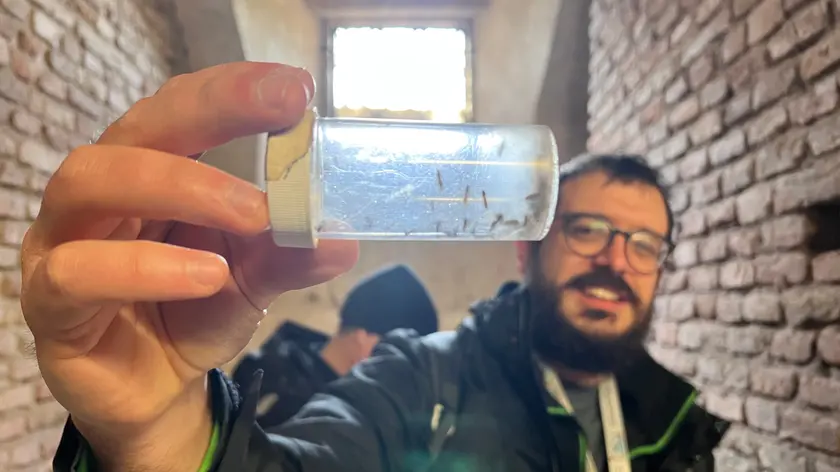 La raccolta di campioni di zanzare contro il virus West Nile