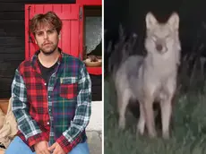 A sinistra Federico Palmegiano, a destra l’esemplare di lupo, un maschio, filmato nella notte in Val Bartolo