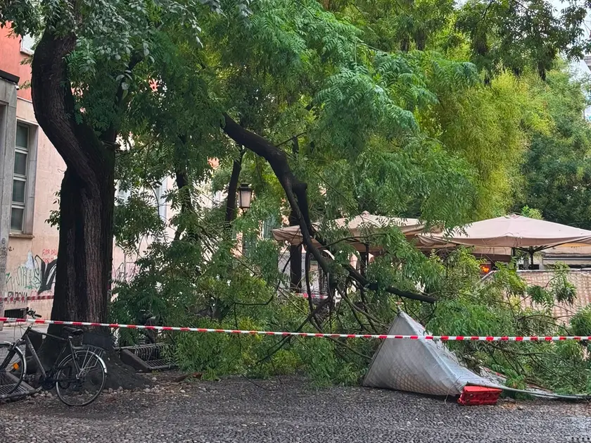 Il ramo crollato