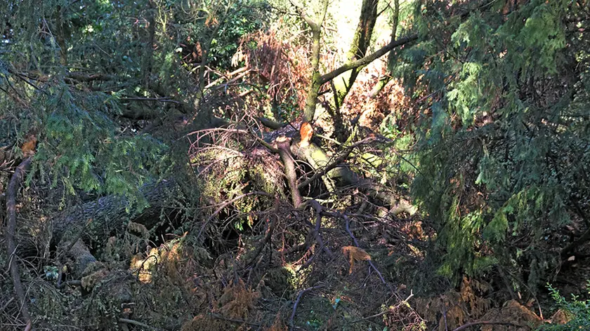 Cedro secolare di Villa Imperiale