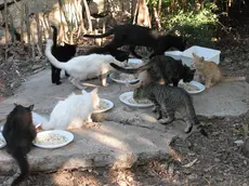 Gatti in una colonia felina